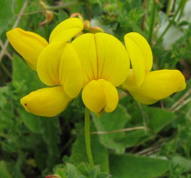Bird's-foot-trefoil - Michelle Appleby